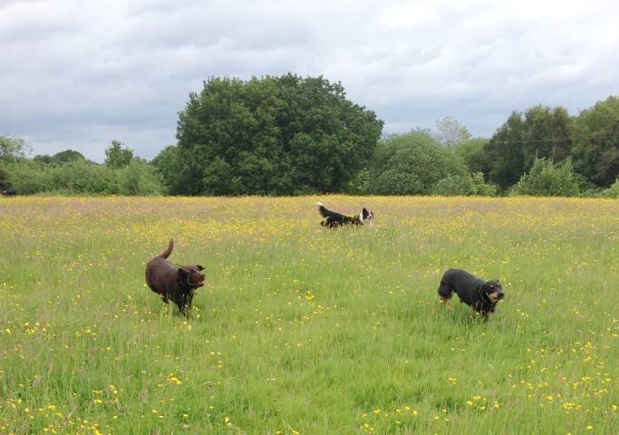 Fun in the buttercups